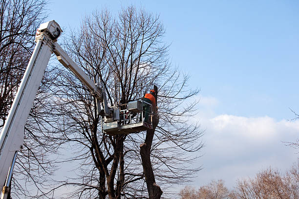 Best Stump Grinding and Removal  in Weston Lakes, TX