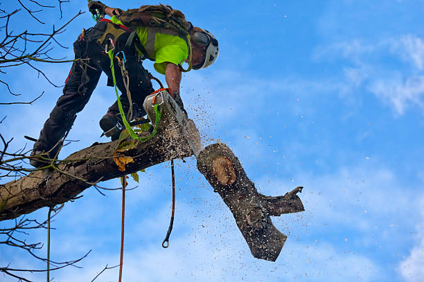Best Tree Cabling and Bracing  in Weston Lakes, TX